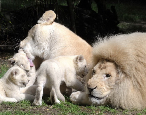 ครอบครัวสิงโตขาว