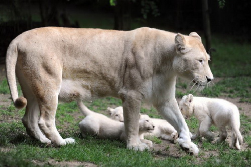 ครอบครัวสิงโตขาว