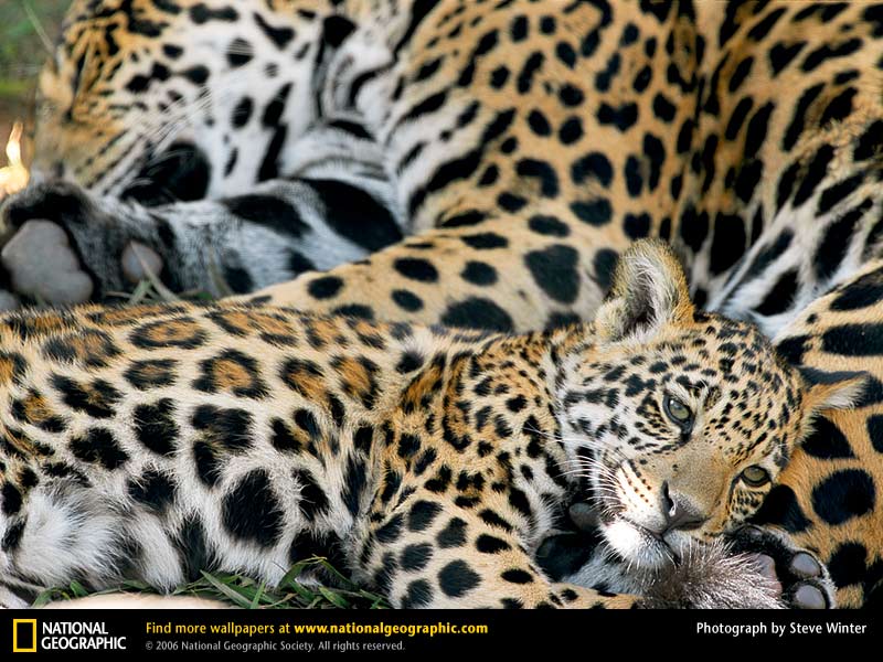 jaguar-mom-and-baby