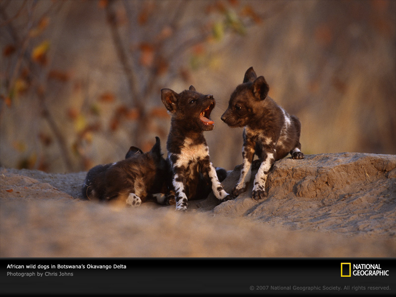 wild-dog-pups-botswana