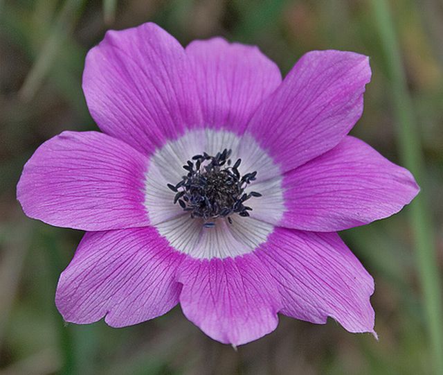 ดอกแอนนีโมนี (Anemone)