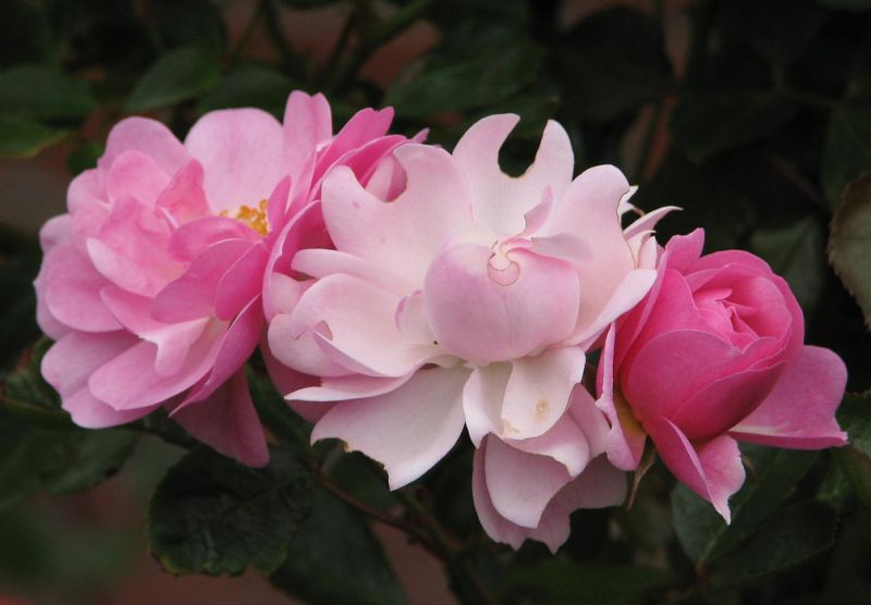 Lady Norwood Rose Garden NZ