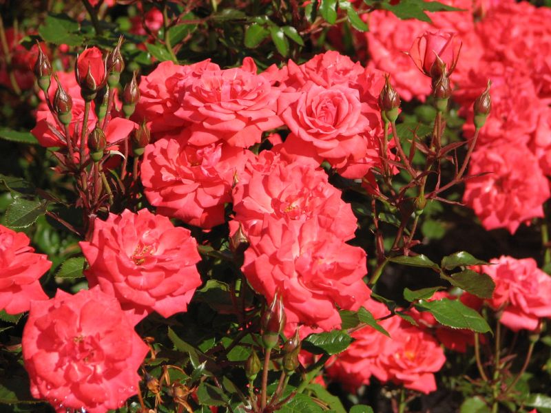 Lady Norwood Rose Garden NZ