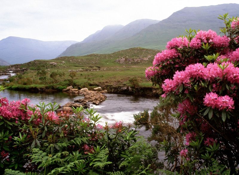 Rhoodendrons Bloom at the River Bundorragha