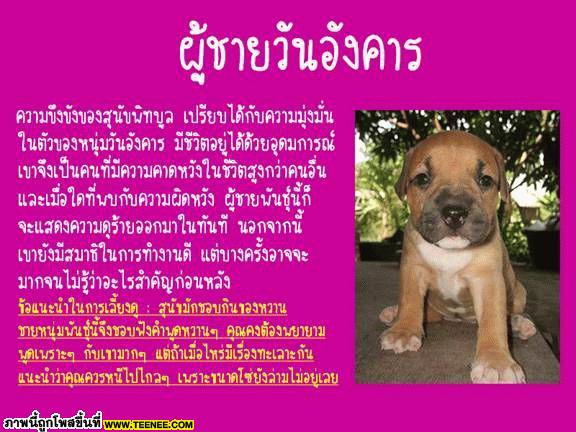 ผู้ชายกับ สุนัข