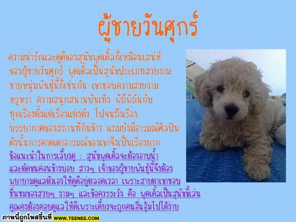 ผู้ชายกับ สุนัข