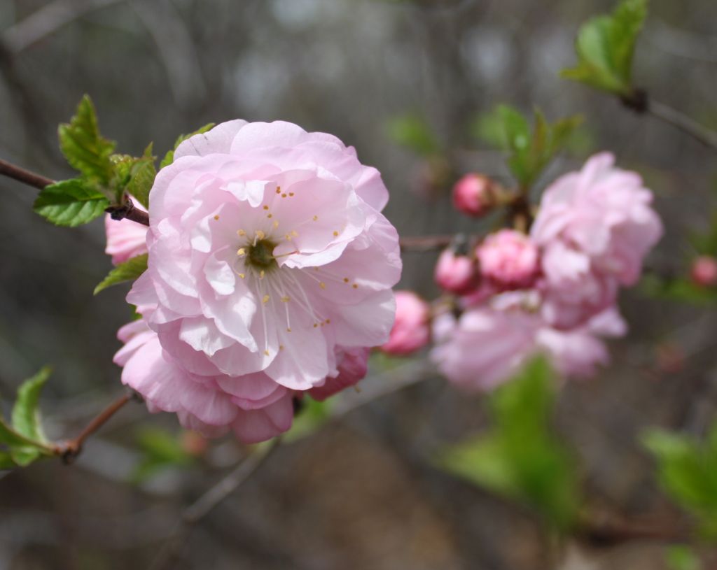 ดอกไม้สีชมพูหวาน จากสวนสาธารณะ