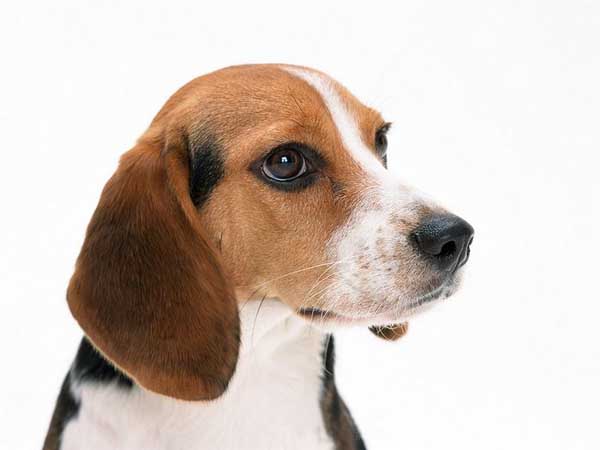 .. Beagle .. (o^.^o) 