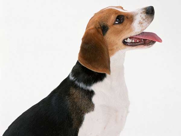 .. Beagle .. (o^.^o) 