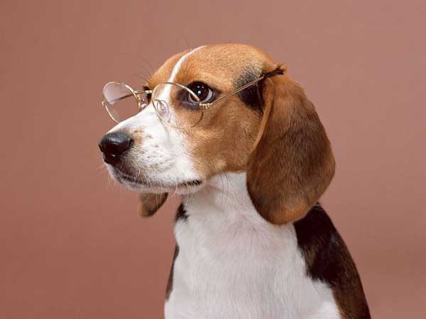 .. Beagle .. (o^.^o) 