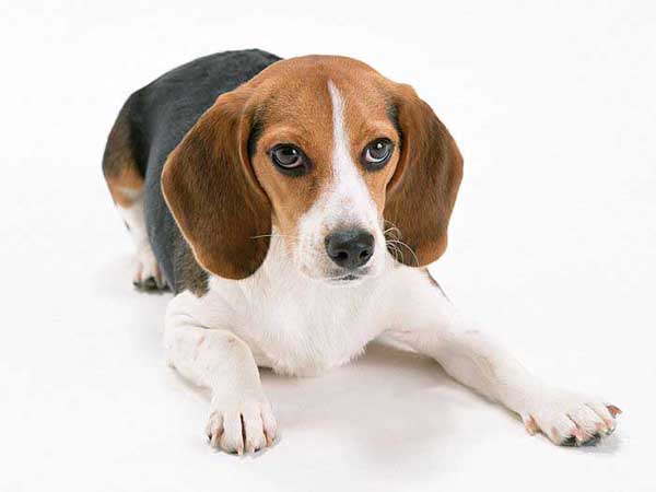 .. Beagle .. (o^.^o) 