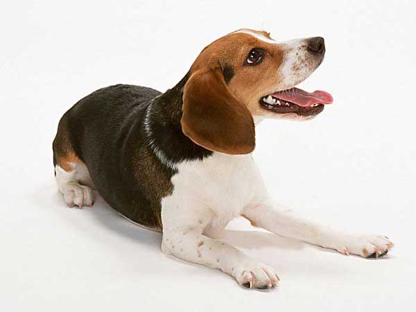 .. Beagle .. (o^.^o) 