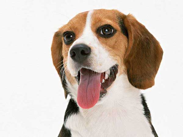 .. Beagle .. (o^.^o) 