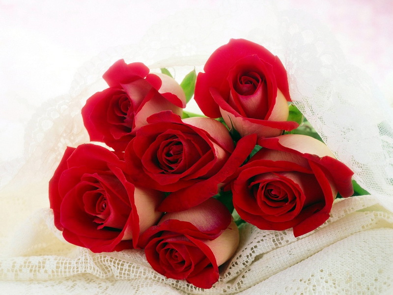 * ~- Roses for you - ~*