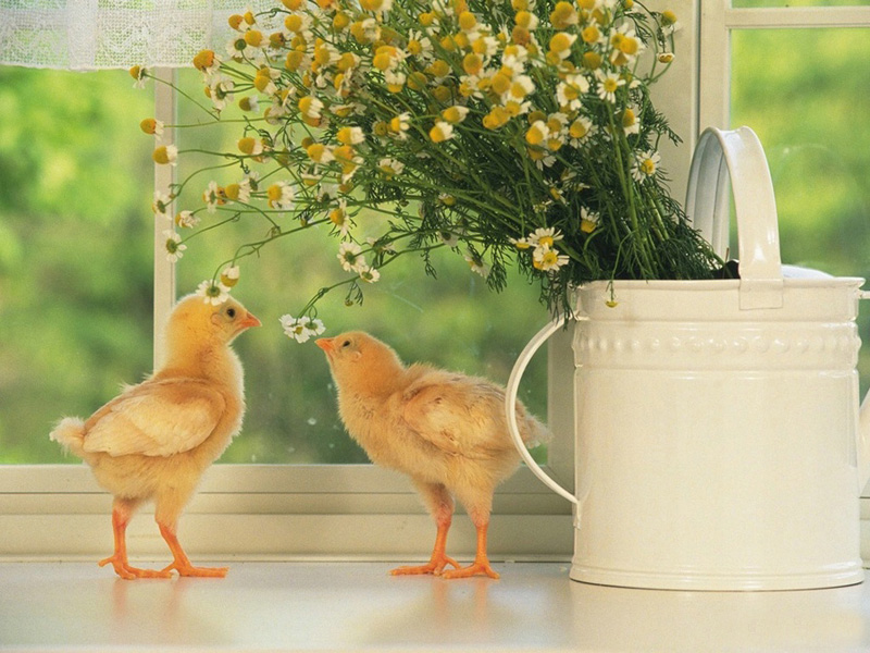 Lovely  chick and duckling •:*´¨`*:• <(￣︶￣)/