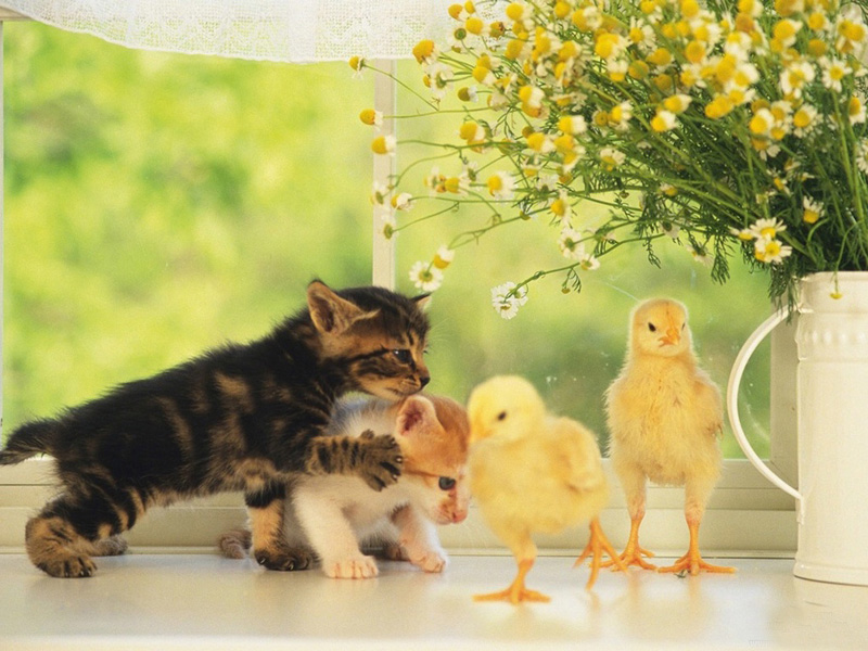 Lovely  chick and duckling •:*´¨`*:• <(￣︶￣)/