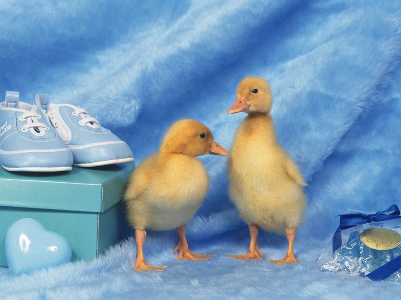 Lovely  chick and duckling •:*´¨`*:• <(￣︶￣)/