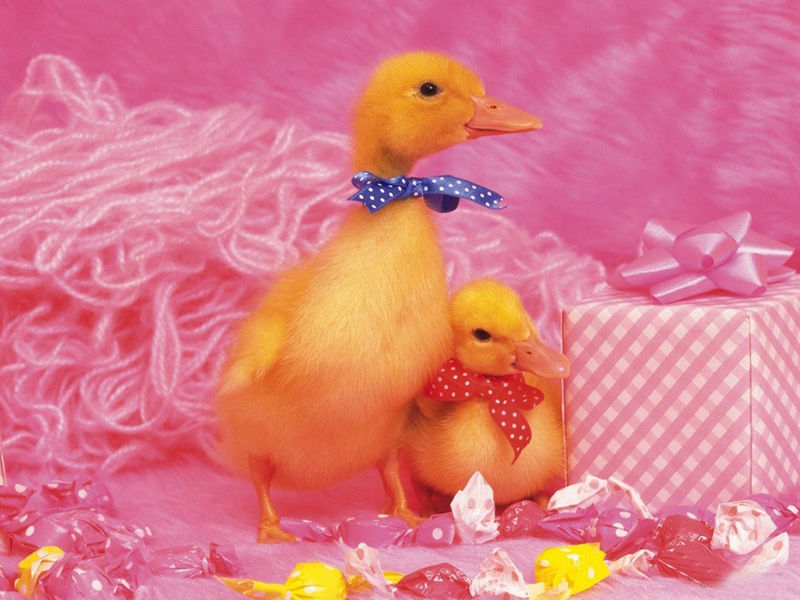 Lovely  chick and duckling •:*´¨`*:• <(￣︶￣)/