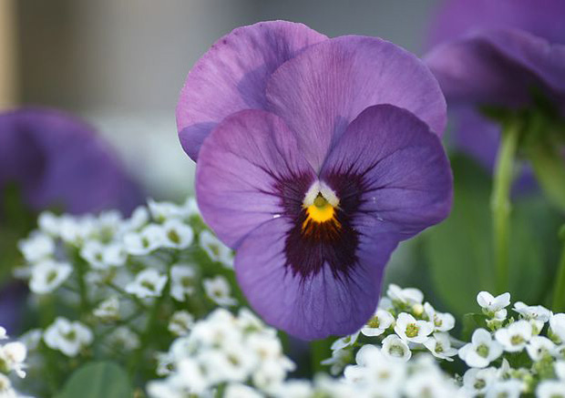 Fleur de violette ‧:﹎｡‧::‧ (^∇^)