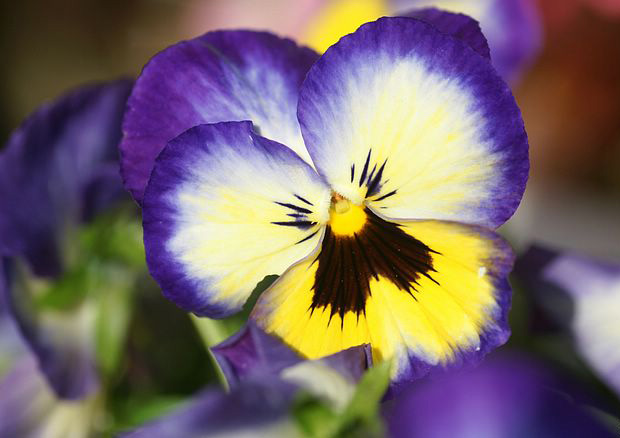 Fleur de violette ‧:﹎｡‧::‧ (^∇^)