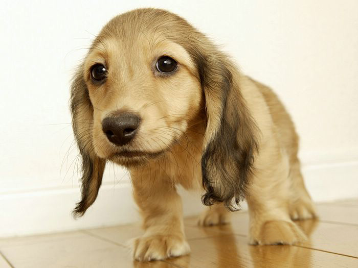 Miniature_Dachshund ..*★.• •*.: (^O^) 2