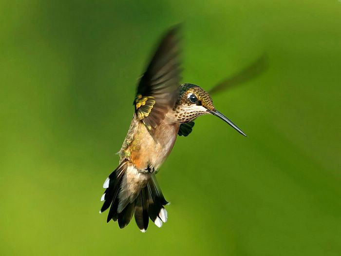 Hummingbird ‧:﹎｡‧::‧ (^∇^) 