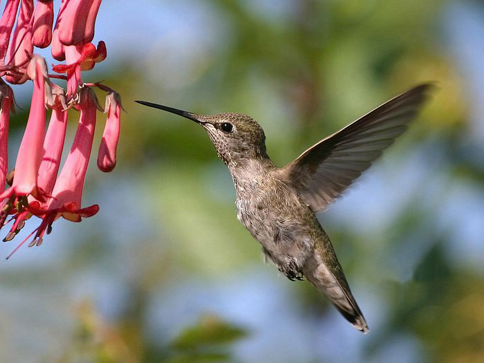 Hummingbird ‧:﹎｡‧::‧ (^∇^) 
