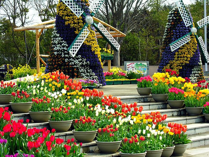 Flowers in Greenhouse ‧:﹎｡‧::‧ (^∇^) 