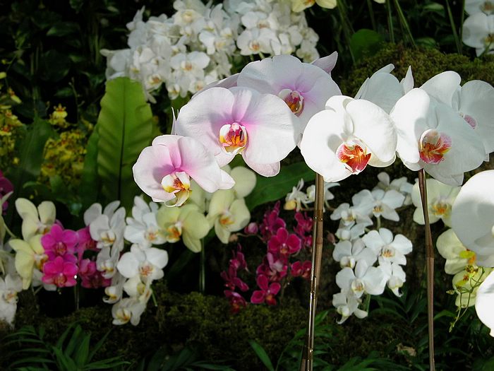 Flowers in Greenhouse ‧:﹎｡‧::‧ (^∇^) 