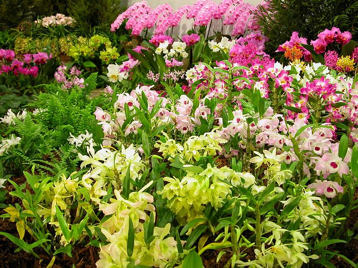 Flowers in Greenhouse ‧:﹎｡‧::‧ (^∇^) 