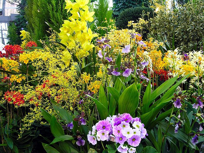 Flowers in Greenhouse ‧:﹎｡‧::‧ (^∇^) 