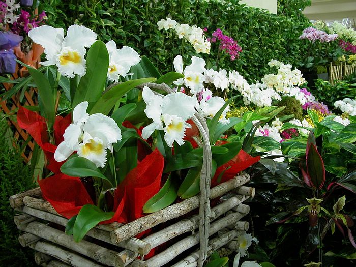 Flowers in Greenhouse ‧:﹎｡‧::‧ (^∇^) 