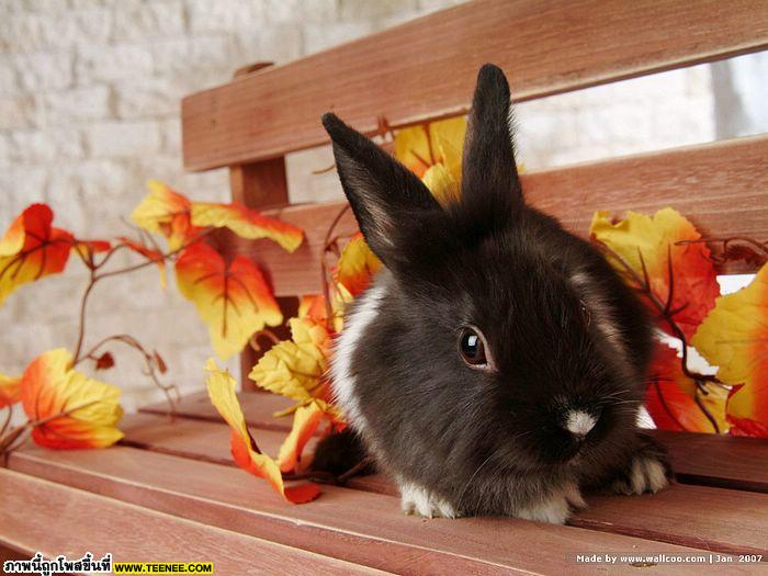 Rabbit♥