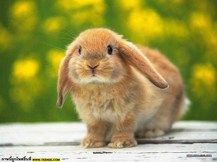 Rabbit♥