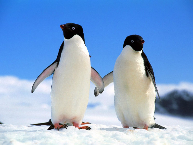 ••penguin••°•.°(o^.^o) 3