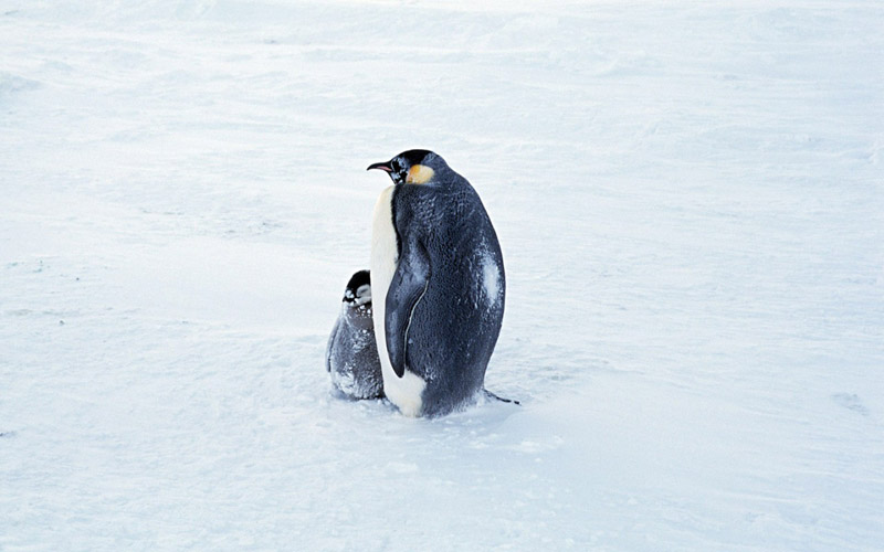 ••penguin••°•.°(o^.^o) 3