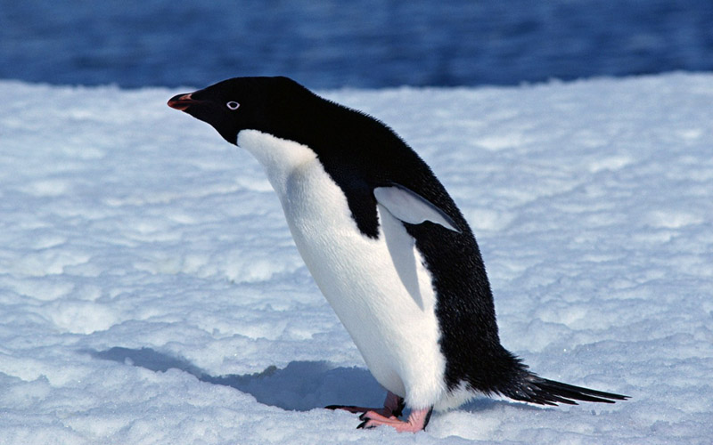 ••penguin••°•.°(o^.^o) 3