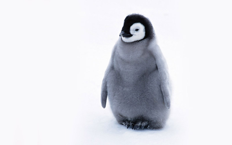 ••penguin••°•.°(o^.^o) 3