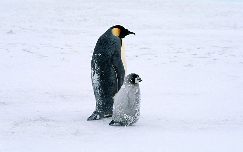 ••penguin••°•.°(o^.^o) 3