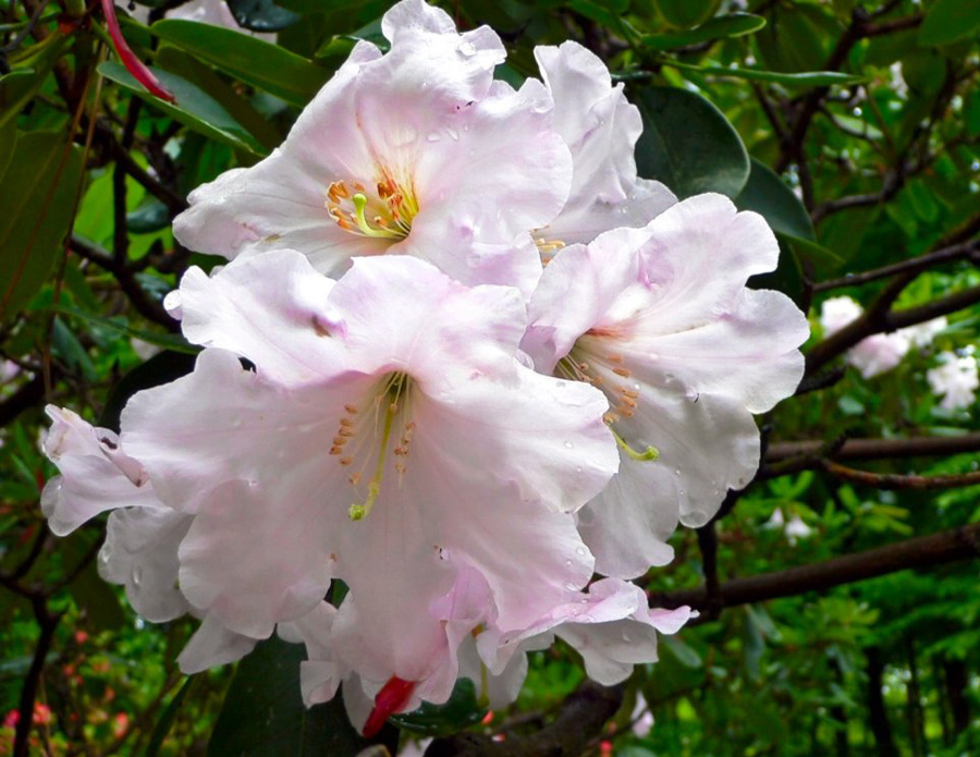 กุหลาบพันปี (Rhododendron) •°•.° ღღღ 2