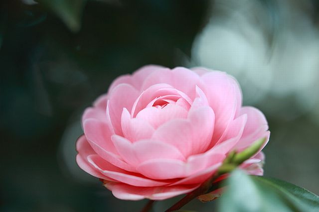 Camellia ดอกไม้สำหรับคนช่างฝัน 2