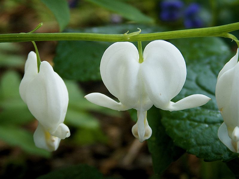 ดอกไม้กับหัวใจสีขาว (White Bleeding heart)