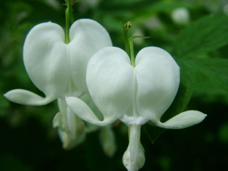 ดอกไม้กับหัวใจสีขาว (White Bleeding heart)