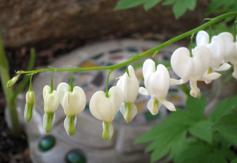 ดอกไม้กับหัวใจสีขาว (White Bleeding heart)