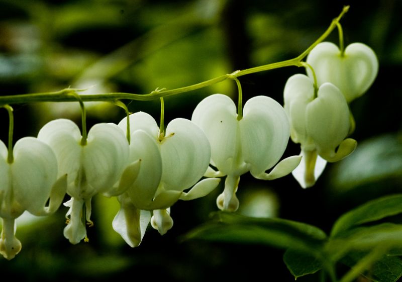 ดอกไม้กับหัวใจสีขาว (White Bleeding heart)