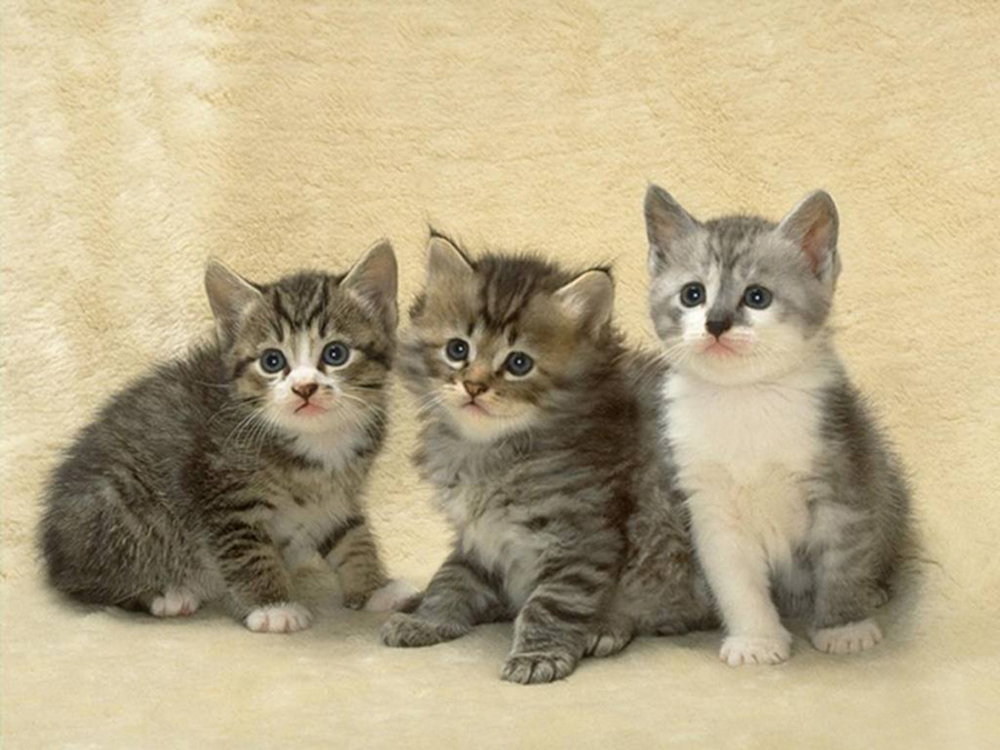 The Mischievous Kittens .•°•.° (o^.^o) 