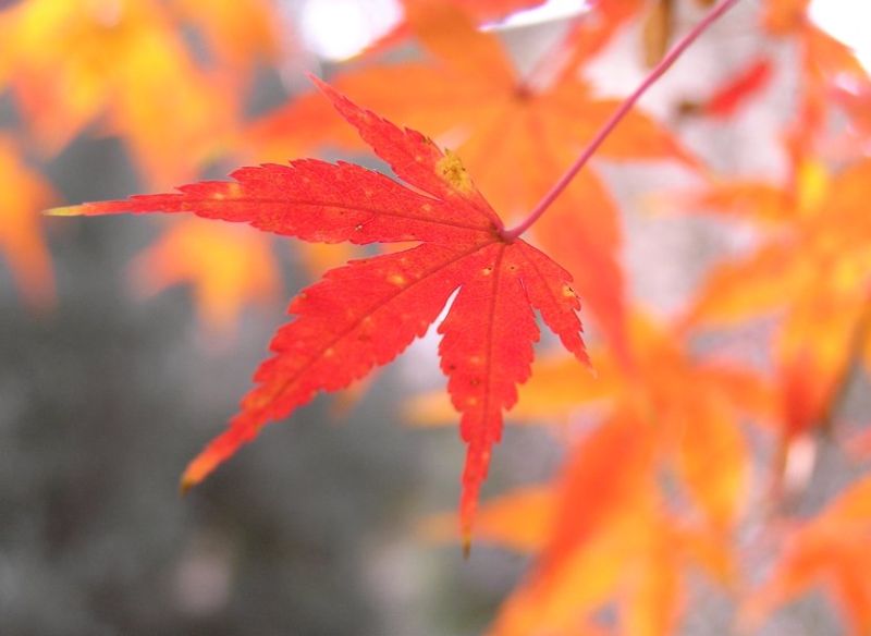 Japanese Maple