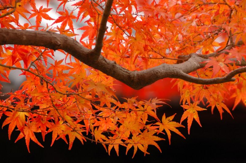 Japanese Maple