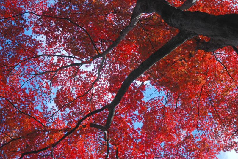 Japanese Maple