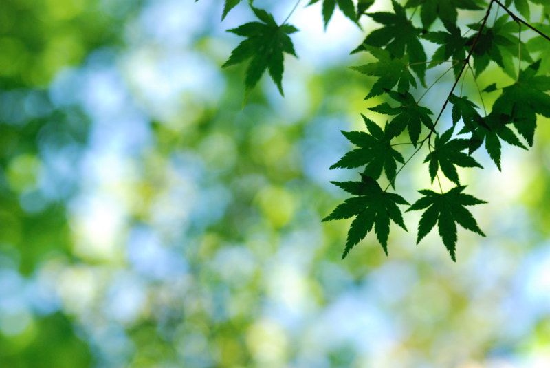 Japanese Maple